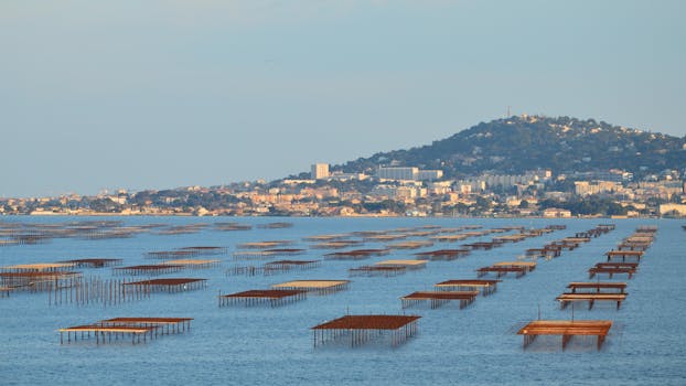 Scenic aerial view of oyster farms near a coastal city with a mountain background.